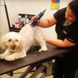 Interviewing For Dog Groomer, Walker, Sitter job opportunities.