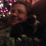 Seeking New Albany House and Pet Sitter Jobs
