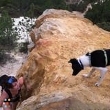 Pet sitter/ dog walker