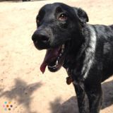 Need dogwalker for next 3 - 5 weeks