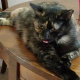 Looking for a cat Lover, trustworthy!