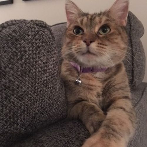 Pet Care Job Kayla S's Profile Picture