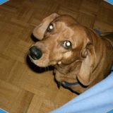 Playful Dog Sitter/Walker in North York, Ontario (Have took care of 5 variety of pets since the age of 5)