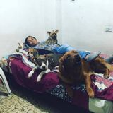 San Francisco Dog Sitter Seeking Being Hired in California