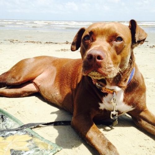 House Sitter Provider Samantha P's Profile Picture