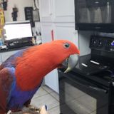 Someone With Experience With Birds! Others Need Not Reply