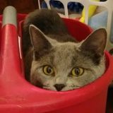 For Hire: Disciplined Cleaner in Kansas City