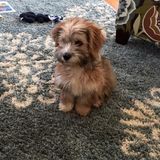 Opportunity for a Skilled Petsitter in Saco