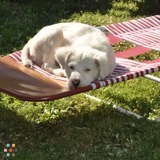 Loving Pet Sitter