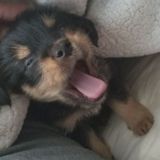 Knowledgeable Petsitter in Hope Mills