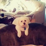 Pet Boarding, sitting, and walking