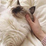 Caring & Responsible Pet Care in Stouffville/Aurora