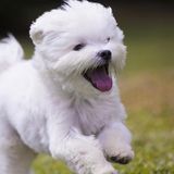 Passionate Animal Lover in Vaughan, Ontario