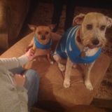Caring, mature and reliable pet sitter/ dog walker