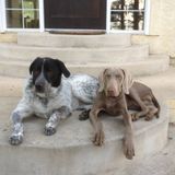 House Sitter/Pet Sitter Needed