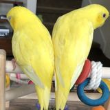 Family looking for a Pet sitter for 2 older dogs and 2 small birds & 2 medium birds.