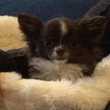 Care for 3 small dogs and 1 cat during vacation