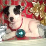 Available For Albemarle Pet Groomer, North Carolina Jobs