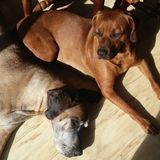 Flexible and Capable Pet Sitter