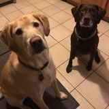 Dog Day Afternoon dog walking/pet sitting
