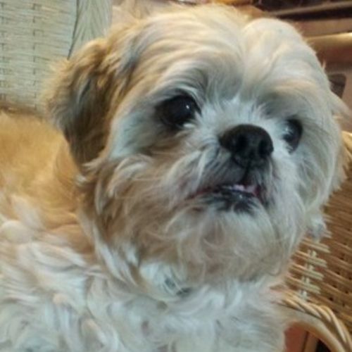 Pet Care Job Mary C's Profile Picture