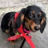 Reliable and trustworthy dogsitter wanted for longterm part time job