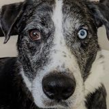 Pet Concierge in Clearwater, Florida
