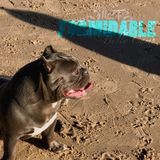 Available: Caring Cat/dog Sitting Professional with exotic fish experience in Sheboygan, Wisconsin