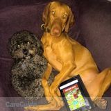 PetSitter Needed for my energetic Vizsla and Toy Poodle