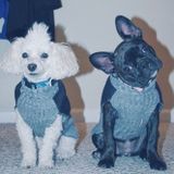 Energetic Dog Walker in Ashburn, Virginia