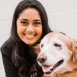 Seasoned Dog Walker/ Pet sitter in Friendswood, Texas