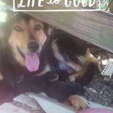 Monrovia, Maryland Dog Trainer