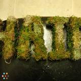 Freelance Topiary Artist