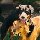 Skilled, loving animal lover For Hire: Colorado Springs.