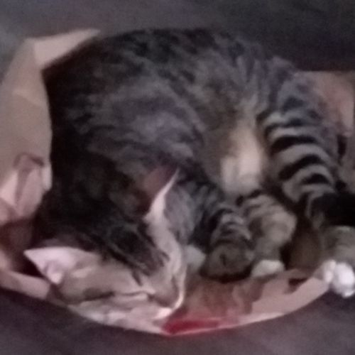 House Sitter Provider Paula R's Profile Picture