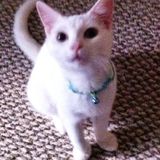 Various types of Pet care given by experienced Vet Assistant available in Coral Springs area Animals deserve a 5 treatment.