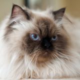 For Hire: Capable Animal Caregiver in Gainesville, Florida