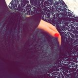 Pet Sitter in Tallahassee
