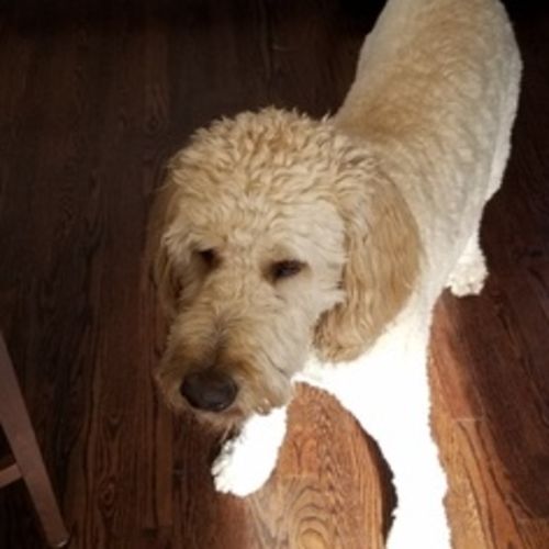 Pet Care Job Brad M's Profile Picture