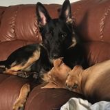 Looking for a flexible pet sitter