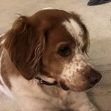 Burke Dog Sitter Interviewing For Job Opportunities in Virginia