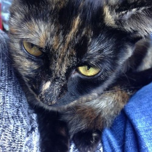 Pet Care Job Emily F's Profile Picture