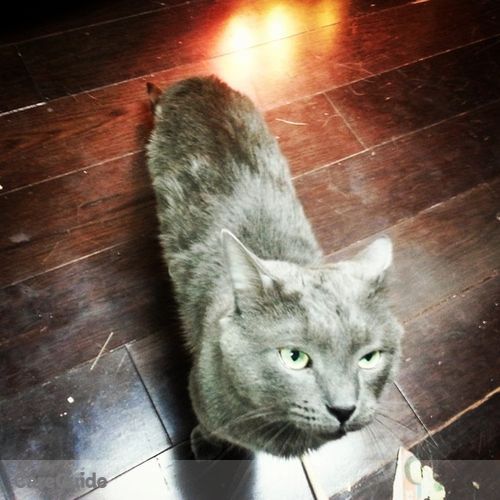 Pet Care Provider Kares J's Profile Picture