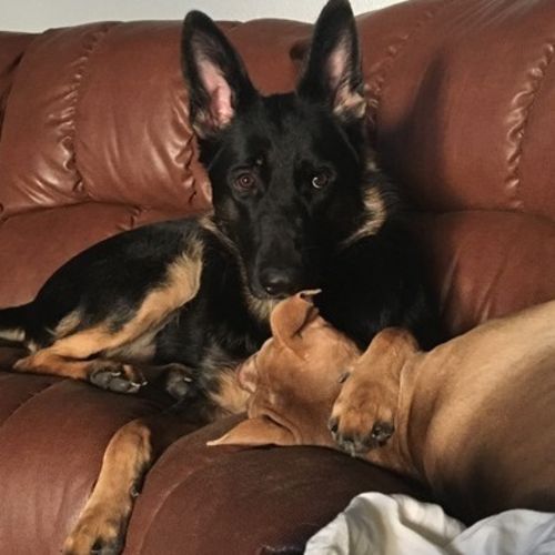 Pet Care Job Talia C's Profile Picture
