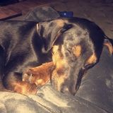 Interviewing For a Pet Care Provider Opportunity in Chicago Ridge