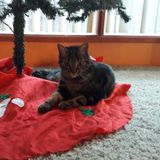 Vet tech / pet sitter looking for in home care