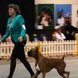 Awesome Pet Sitter Available in Polk County