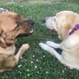 Albany And Surrounding Area Dog Walker, Pet Sitting, and Overnight Care Searching for Work
