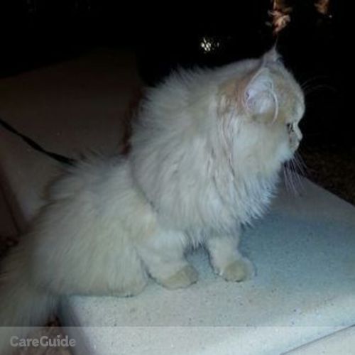Pet Care Provider Soumiya E's Profile Picture