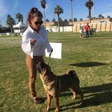 Im a veteran dog trainer . Ill give your dogs the love and care you wInterviewing For Pasadena Pet Groomer, California Jobs